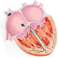 corte corazon  2