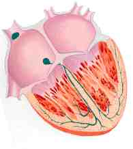 corte corazon  2