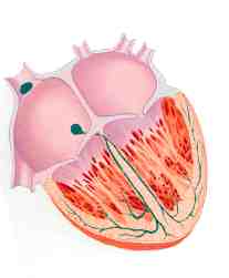 corte corazon  2