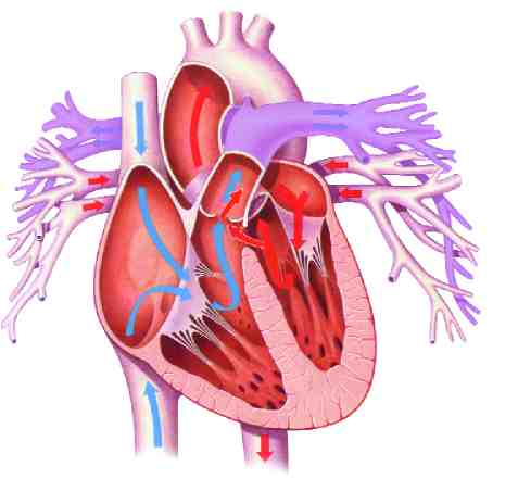 interventricular 