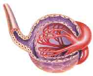 GLOMERULO