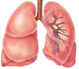 PULMONES