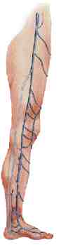 ATLAS CD 1;VARICES;7