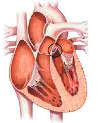 corazona