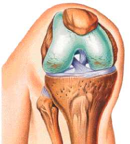 RODILLA