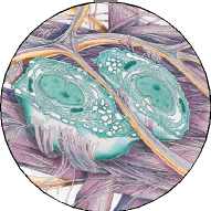 CIRCULO