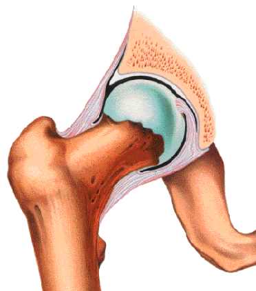 FEMUR