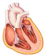PERICARDITIS 