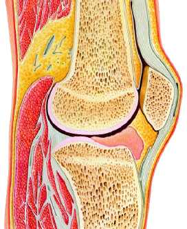 rodilla *
