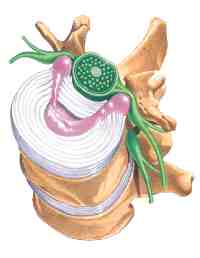 vertebra
