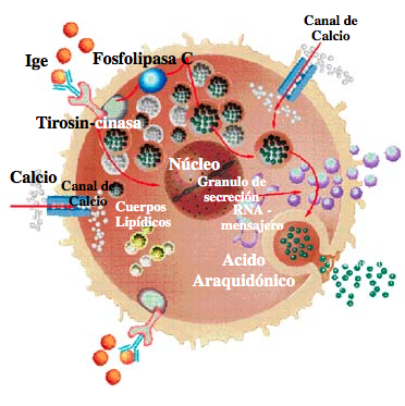 desgranulacion asma