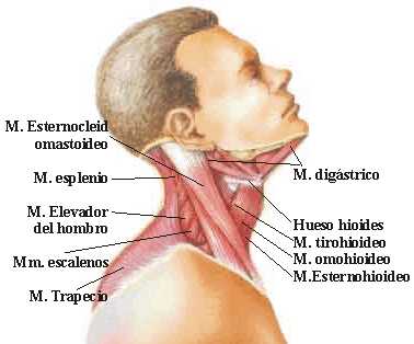 dolor cervical