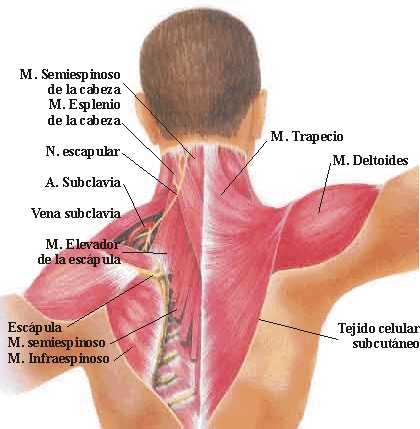 dolor irradial