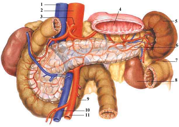 INTESTINO