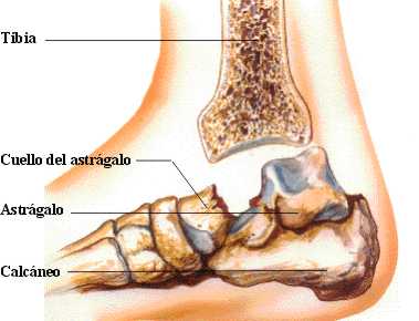 fastragalo4.jpg (14266 bytes)