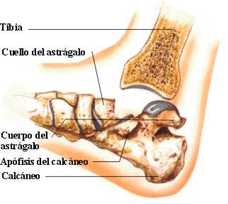 fasttragalo3.jpg (13119 bytes)