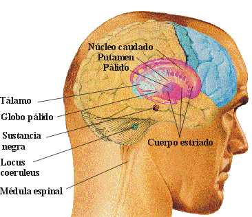 cabeza.jpg (19797 bytes)