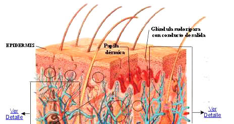 ESTRUCTURA PIEL estructura piel: