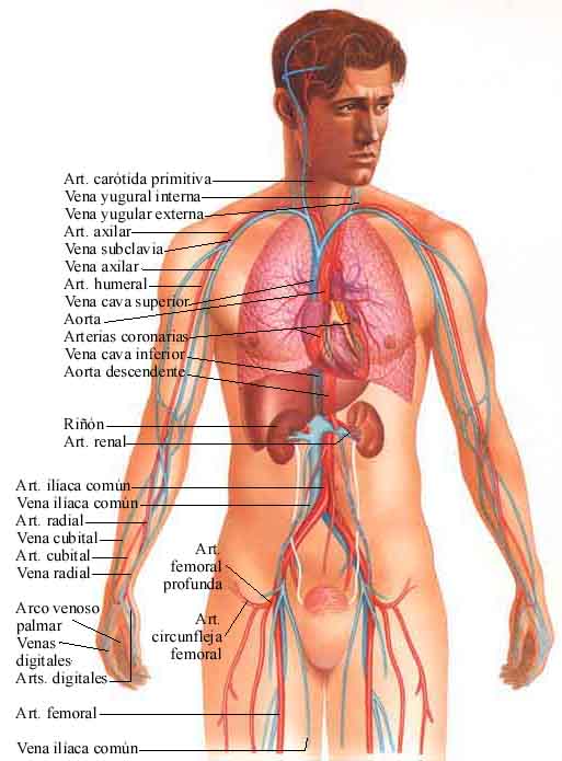 trayecto de la sangre