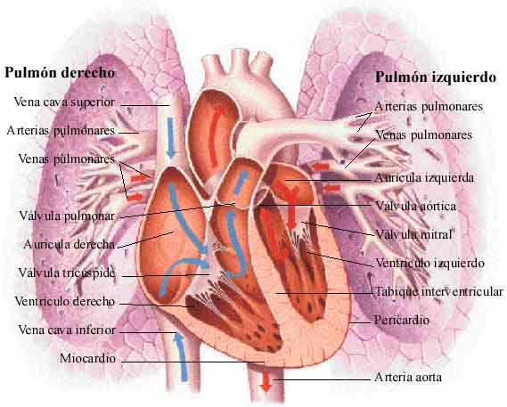 circulacion cardiopulmonar