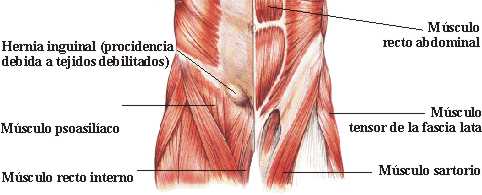 torax y abdomen1.jpg (16050 bytes)