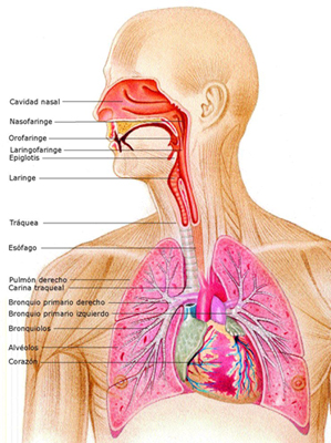 Bronquitis aguda