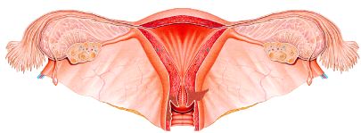 C�ncer del cuello uterino y c�rvico-uterino	