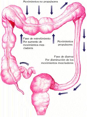 INTESTINO COLON IRRITABLE intestino colon irritable:
