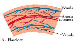 Disfunci�n er�ctil (Impotencia)	