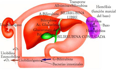 Ictericia