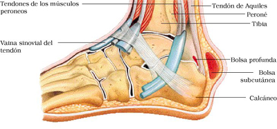 TENDONES TENDINITIS tendones tendinitis: