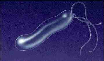 HELICOBACTER