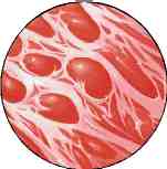 intestino