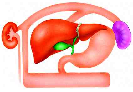 metabolismo de la bilirubina