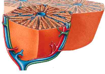 hepatocito layer copy