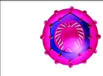 virus Hepatitis B