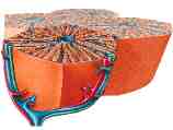 hepatocito layer copy
