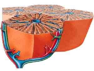 hepatocito layer copy
