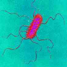 Esdrericlia coli