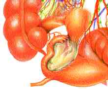 TUMOR/OVARIO