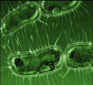 steptococcus beta verde